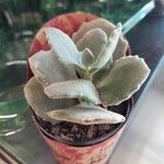 Kalanchoe millotii برگ