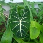 Alocasia micholitzianaLeaf