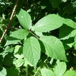 Rubus praticolor Outro