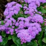Ageratum houstonianum Flor