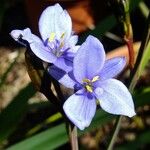 Orthrosanthus multiflorus 花