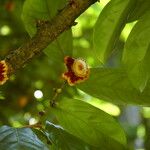 Napoleonaea imperialis Flor