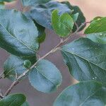 Flacourtia indica Blatt