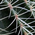 Echinocactus grusonii Escorça