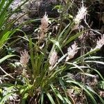 Helmholtzia glaberrima Habit
