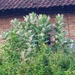 Calotropis gigantea Blüte