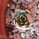 Echeveria minima Ліст