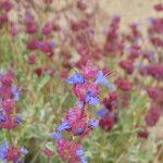 Salvia dorrii Cvet