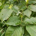 Handroanthus heptaphyllus Folha