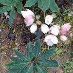 Helleborus niger Alkat (teljes növény)