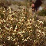 Vella bourgaeana Fiore