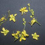 Cassia spruceana Flower