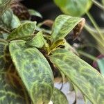 Aeschynanthus longicaulis Leaf