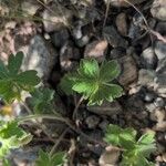 Geranium viscosissimum Leaf