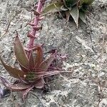 Dudleya lanceolata Feuille