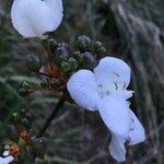 Libertia chilensis Flower