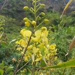 Caesalpinia decapetala Blomst