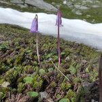 Soldanella pusilla Virág