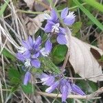 Polygala calcarea Flower