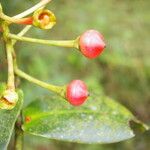 Schwartzia brenesii Fruto