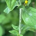 Hypericum hirsutum Bark