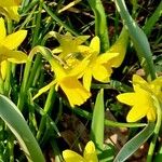 Narcissus jonquilla Λουλούδι