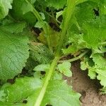 Brassica juncea बार्क (छाल)