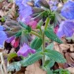 Pulmonaria officinalis फूल