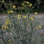 Jacobaea erucifolia Blüte