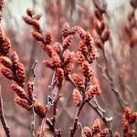 Myrica gale Frukt