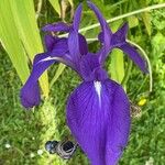 Iris laevigata Květ