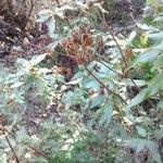 Cistus albidus Frucht