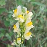 Linaria vulgaris Blüte