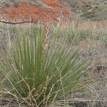 Yucca campestris Habit