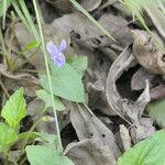 Viola cucullata Feuille