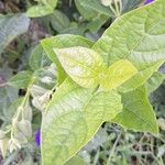 Thunbergia battiscombei Leaf