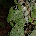 Miconia neoepiphyitca Egyéb