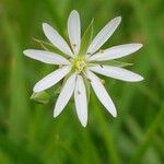 Stellaria graminea Çiçek