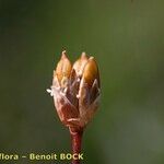 Juncus triglumis Frugt