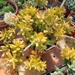 Sedum adolphi Costuma