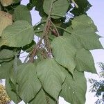 Acalypha macrostachya 其他