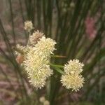 Scirpoides holoschoenus 花