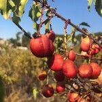 Prunus ilicifolia Frukt