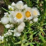 Helichrysum chionoides Flower