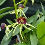 Prosthechea cochleata Çiçek