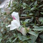 Antirrhinum sempervirens Flower