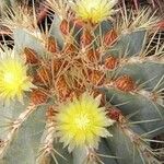 Ferocactus glaucescensFloro