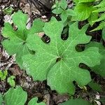 Sanguinaria canadensisFoglia