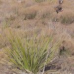 Yucca campestris Habitus