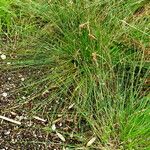 Carex leporina Hábito